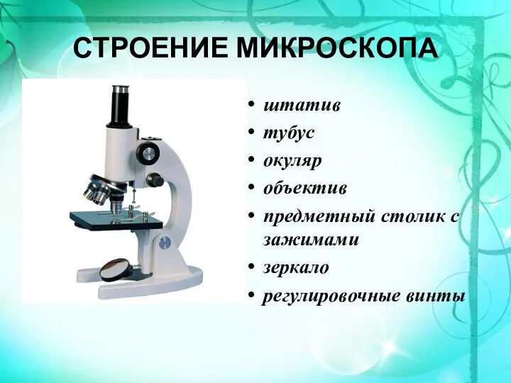 СТРОЕНИЕ МИКРОСКОПА штатив тубус окуляр объектив предметный столик с зажимами зеркало регулировочные винты