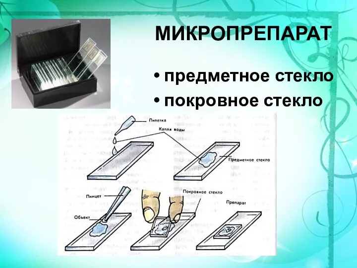 МИКРОПРЕПАРАТ предметное стекло покровное стекло