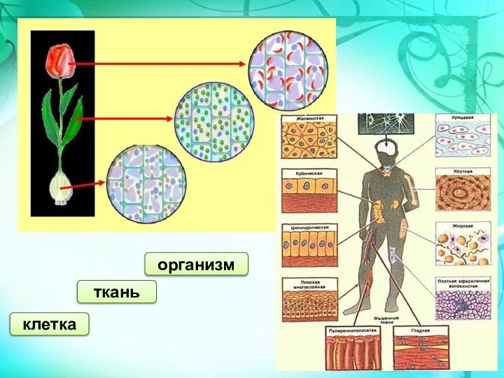 клетка ткань организм