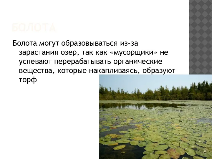 БОЛОТА Болота могут образовываться из-за зарастания озер, так как «мусорщики» не успевают