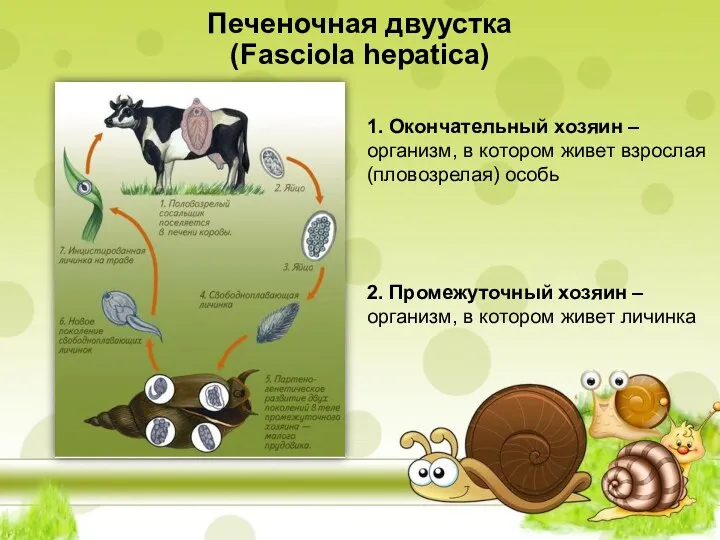 Печеночная двуустка (Fasciola hepatica) 1. Окончательный хозяин – организм, в котором живет