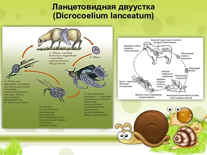 Ланцетовидная двуустка (Dicrocoelium lanceatum)