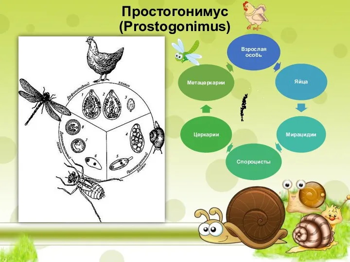 Простогонимус (Prostogonimus)