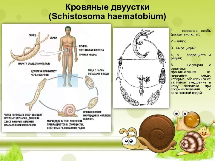 Кровяные двуустки (Schistosoma haematobium) 1 – взрослая особь (раздельнополы); 2 – яйцо;