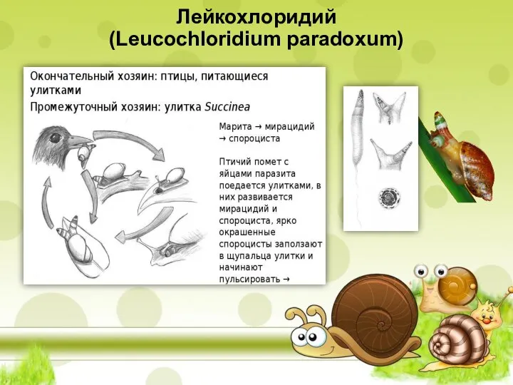 Лейкохлоридий (Leucochloridium paradoxum)