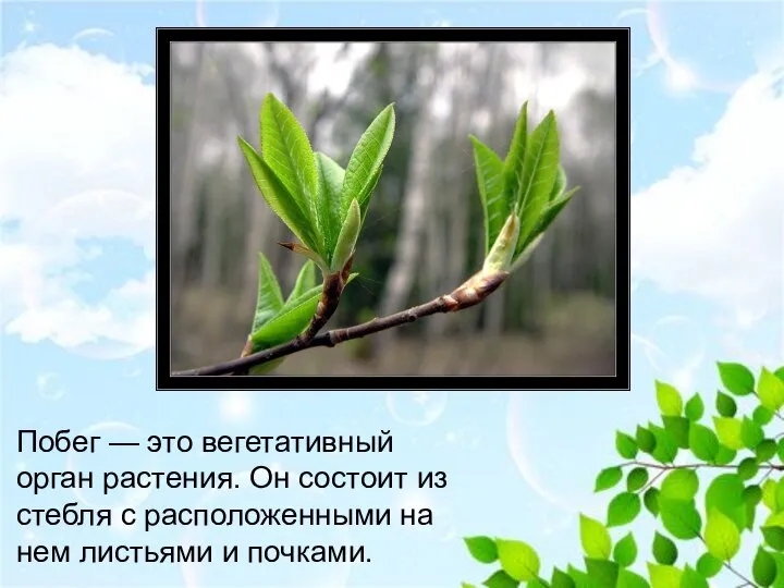 Побег — это вегетативный орган растения. Он состо­ит из стебля с расположенными