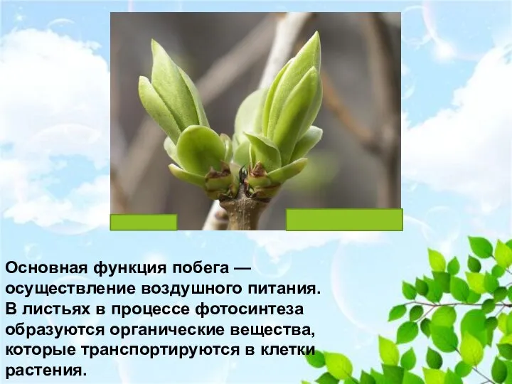 Основная функция побега — осуществление воздушно­го питания. В листьях в процессе фотосинтеза