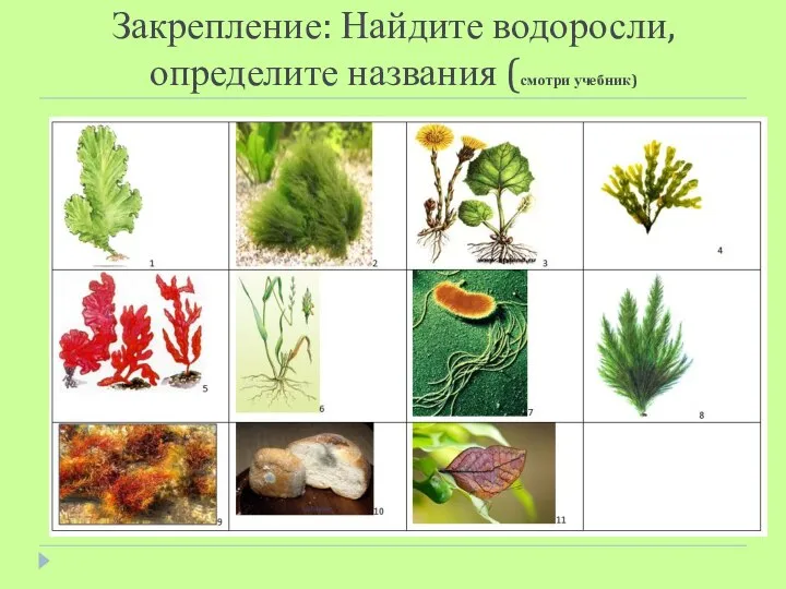 Закрепление: Найдите водоросли, определите названия (смотри учебник)