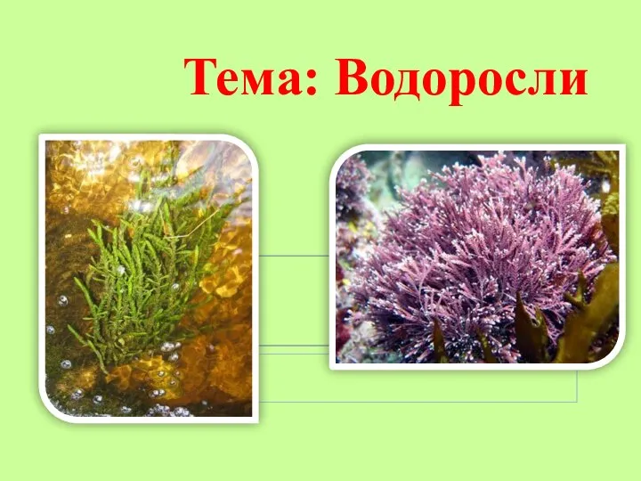 Тема: Водоросли