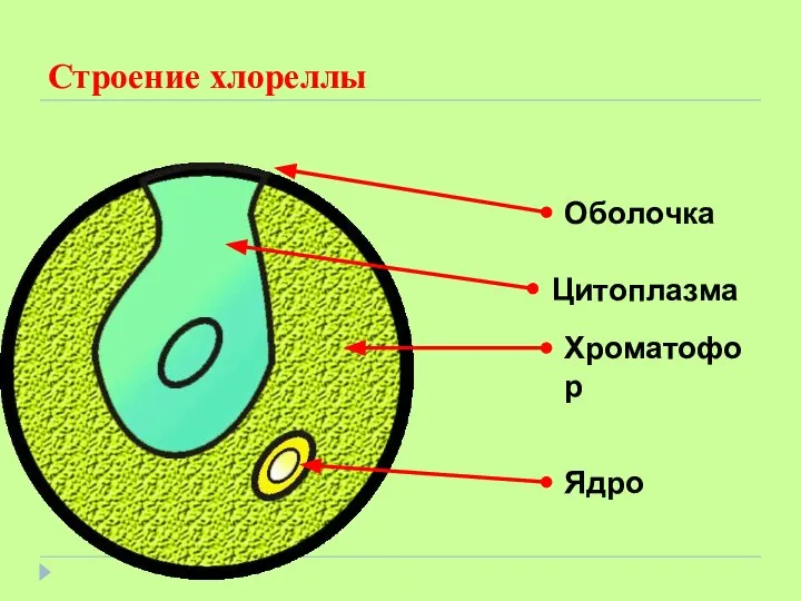 Строение хлореллы