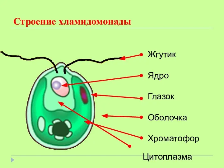 Строение хламидомонады