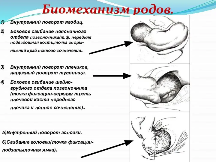 Биомеханизм родов. Внутренний поворот ягодиц. Боковое сгибание поясничного отдела позвоночника(т.ф. передняя подвздошная