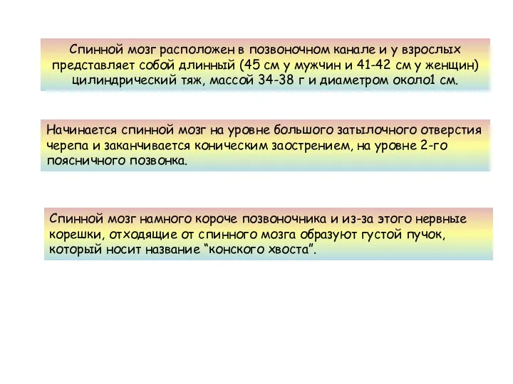 Спинной мозг расположен в позвоночном канале и у взрослых представляет собой длинный