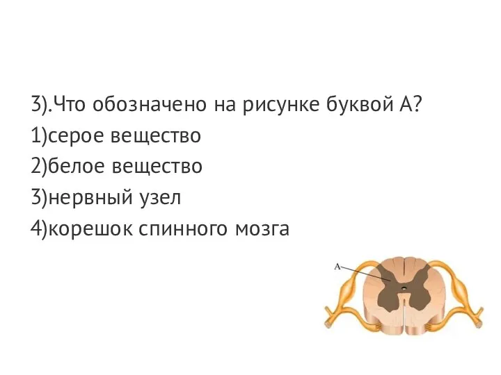 3).Что обозначено на рисунке буквой А? 1)серое вещество 2)белое вещество 3)нервный узел 4)корешок спинного мозга