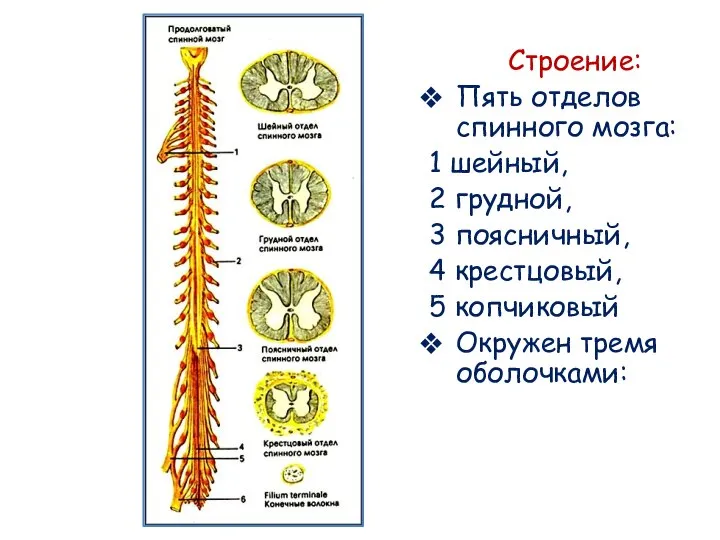 Строение: Пять отделов спинного мозга: 1 шейный, 2 грудной, 3 поясничный, 4