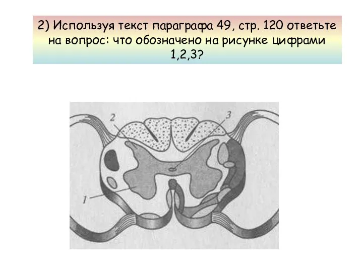 2) Используя текст параграфа 49, стр. 120 ответьте на вопрос: что обозначено на рисунке цифрами 1,2,3?