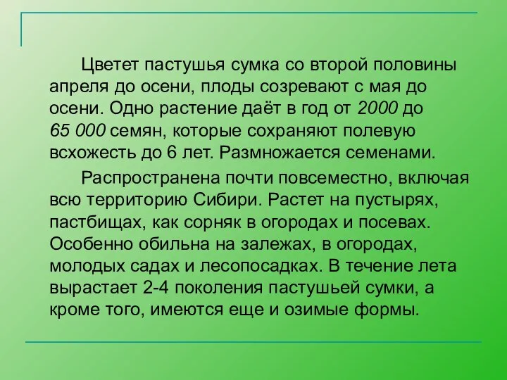 Цветет пастушья сумка со второй половины апреля до осени, плоды созревают с