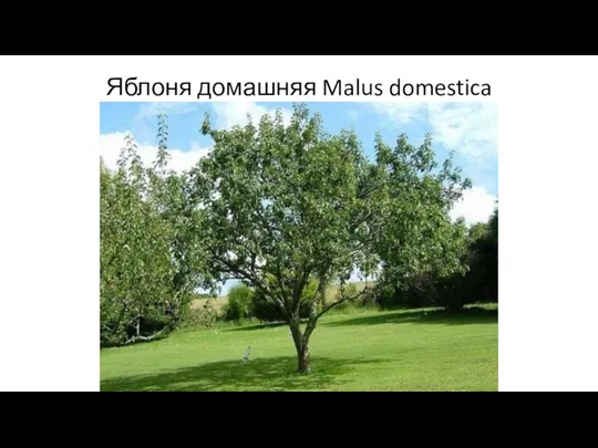 Яблоня домашняя Malus domestica
