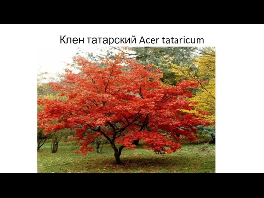 Клен татарский Acer tataricum