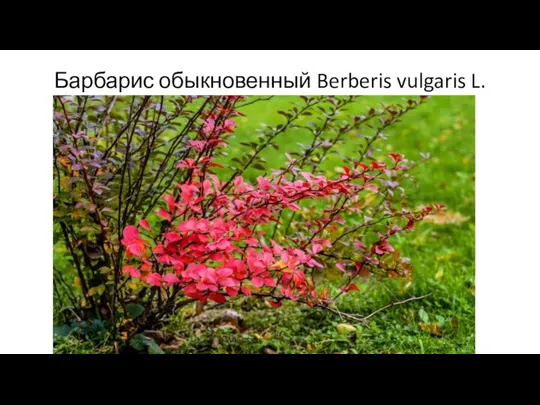 Барбарис обыкновенный Berberis vulgaris L.