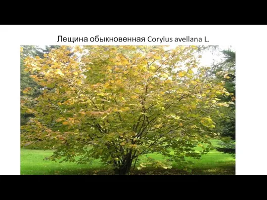 Лещина обыкновенная Corylus avellana L.