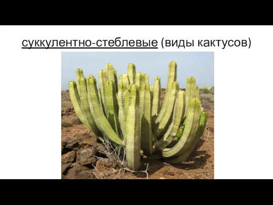 суккулентно-стеблевые (виды кактусов)