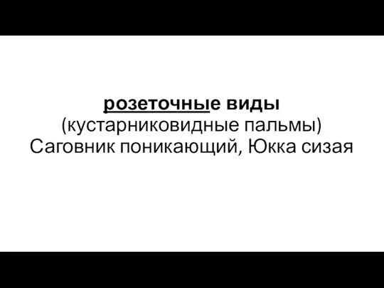 розеточные виды (кустарниковидные пальмы) Саговник поникающий, Юкка сизая