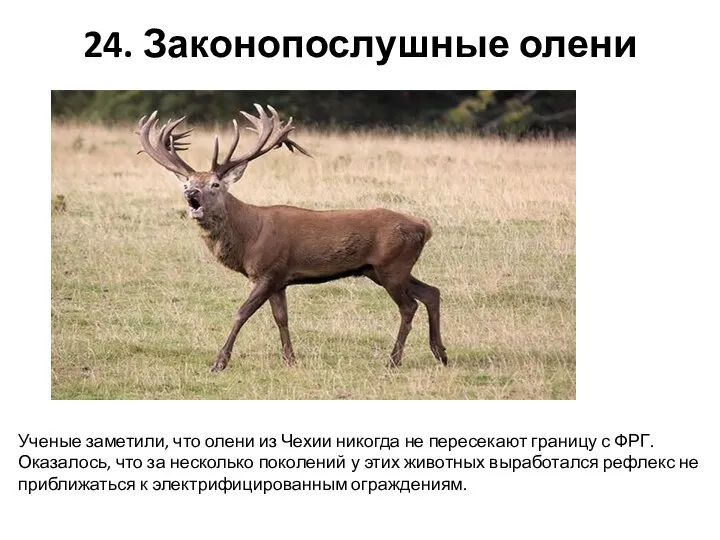 24. Законопослушные олени Ученые заметили, что олени из Чехии никогда не пересекают