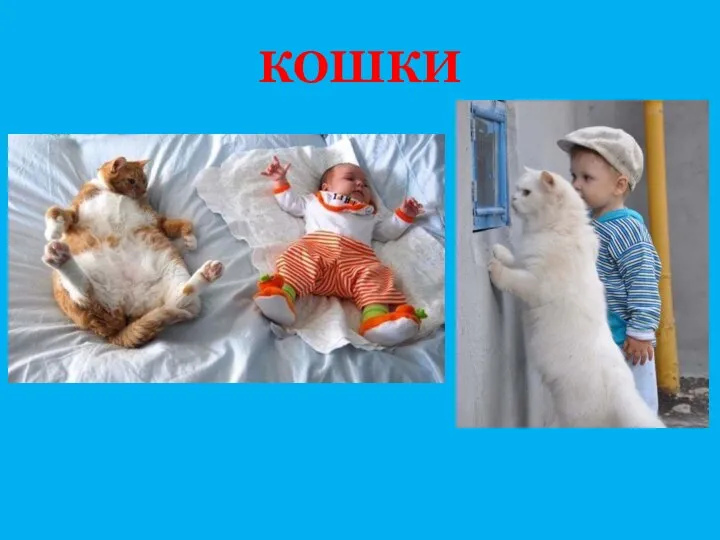 КОШКИ