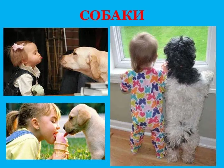 СОБАКИ