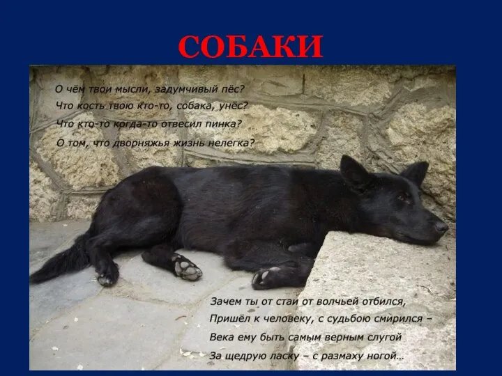 СОБАКИ