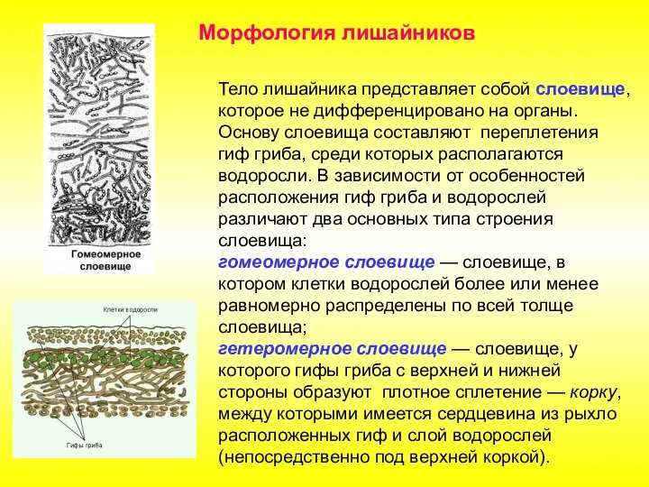 Тело лишайника представляет собой слоевище, которое не дифференцировано на органы. Основу слоевища