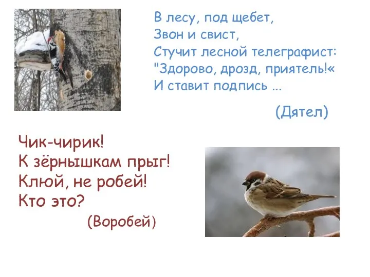 В лесу, под щебет, Звон и свист, Стучит лесной телеграфист: "Здорово, дрозд,