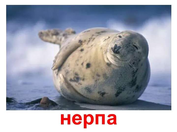 нерпа