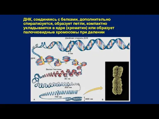 ДНК, соединяясь с белками, дополнительно спирализуется, образует петли, компактно укладывается в ядре