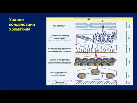 Уровни конденсации хроматина