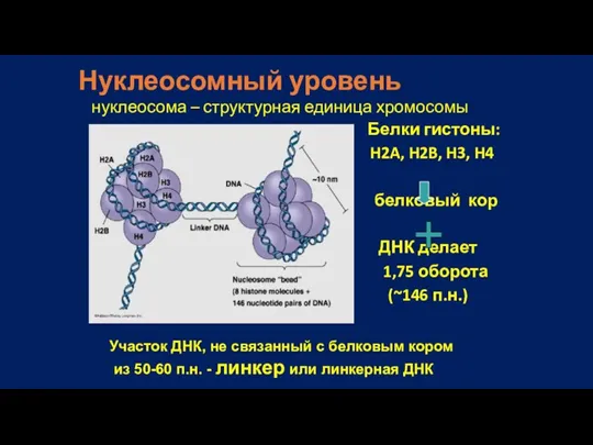 Нуклеосомный уровень нуклеосома – структурная единица хромосомы Белки гистоны: H2A, H2B, H3,