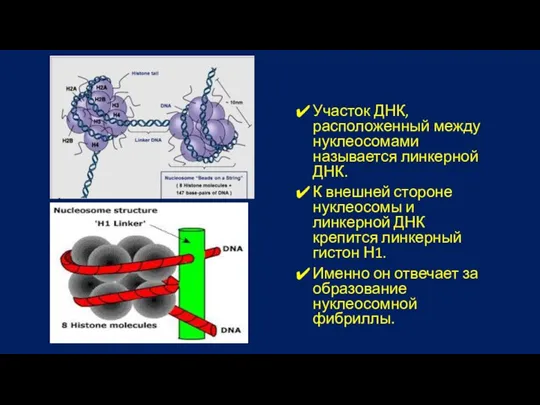 Участок ДНК, расположенный между нуклеосомами называется линкерной ДНК. К внешней стороне нуклеосомы