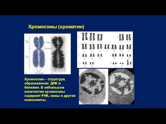 Хромосомы (хроматин) Хромосома – структура, образованная ДНК и белками. В небольшом количестве
