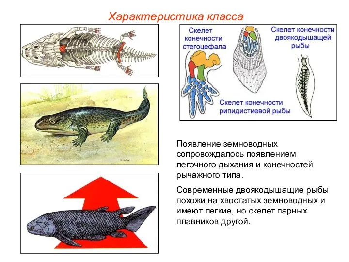 Характеристика класса Появление земноводных сопровождалось появлением легочного дыхания и конечностей рычажного типа.