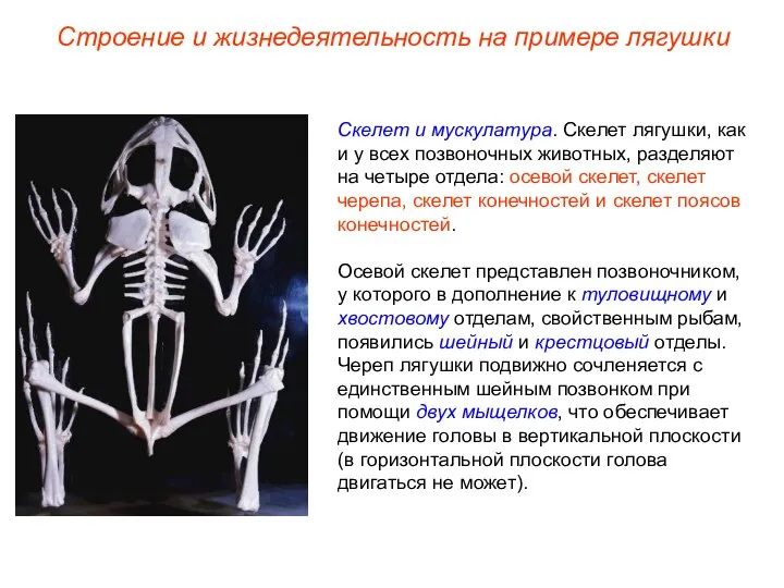Строение и жизнедеятельность на примере лягушки Скелет и мускулатура. Скелет лягушки, как