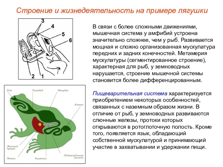 В связи с более сложными движениями, мышечная система у амфибий устроена значительно