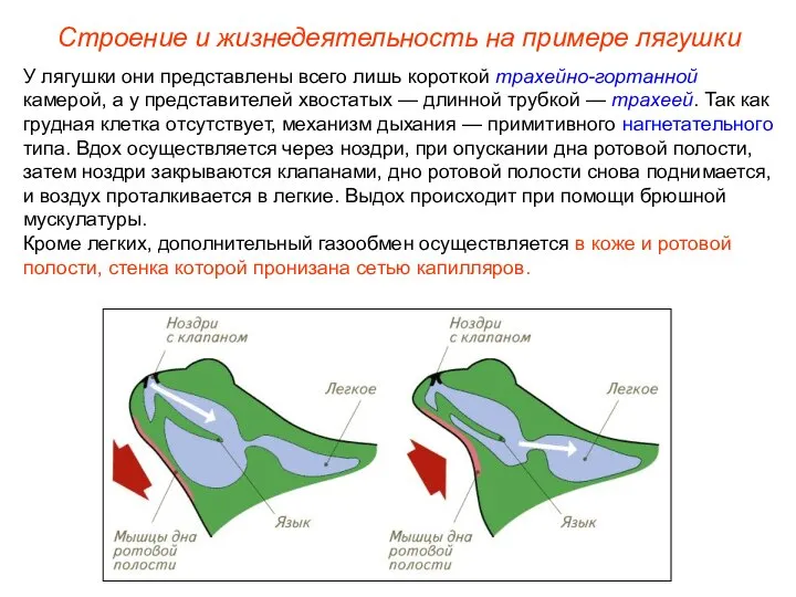 У лягушки они представлены всего лишь короткой трахейно-гортанной камерой, а у представителей