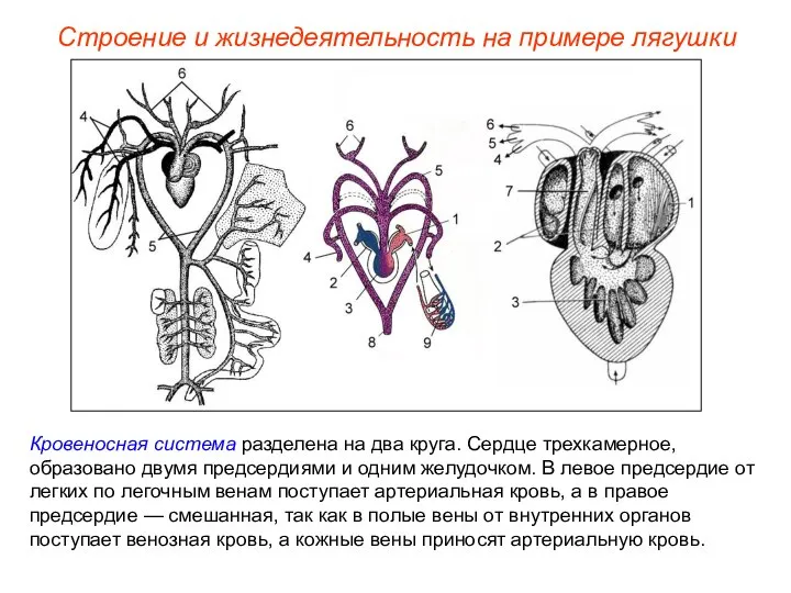 Кровеносная система разделена на два круга. Сердце трехкамерное, образовано двумя предсердиями и