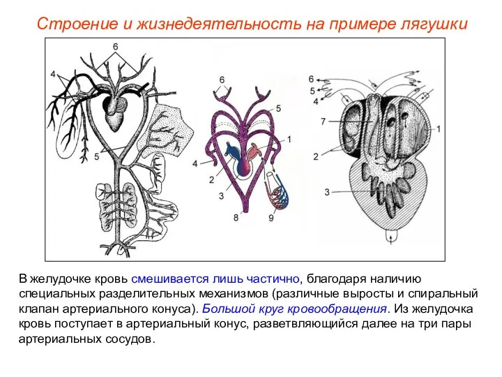 В желудочке кровь смешивается лишь частично, благодаря наличию специальных разделительных механизмов (различные