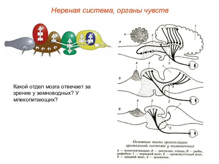 Какой отдел мозга отвечает за зрение у земноводных? У млекопитающих? Нервная система, органы чувств