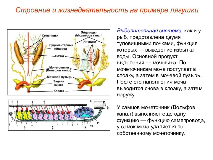 Выделительная система, как и у рыб, представлена двумя туловищными почками, функция которых