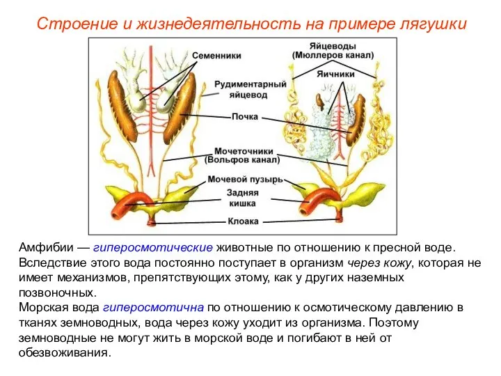 Амфибии — гиперосмотические животные по отношению к пресной воде. Вследствие этого вода