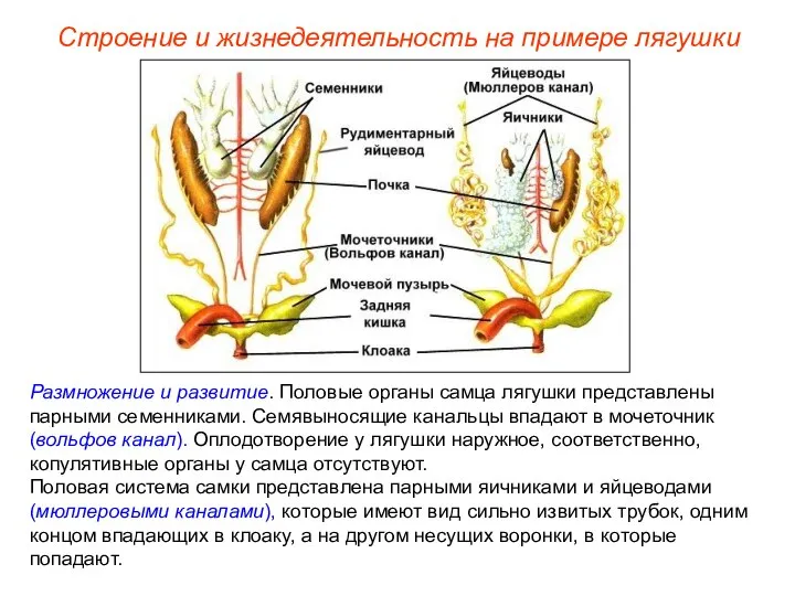 Размножение и развитие. Половые органы самца лягушки представлены парными семенниками. Семявыносящие канальцы