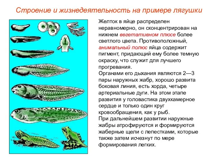 Желток в яйце распределен неравномерно, он сконцентрирован на нижнем вегетативном плюсе более